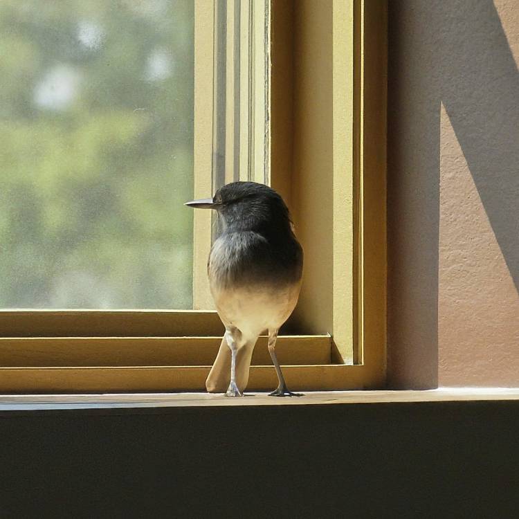  The Unnamed Tenant: A Story of Coexistence
